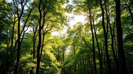 Obraz premium A stunning outdoor background featuring a lush green forest with vibrant colors and sunlight streaming through the trees, creative, trees