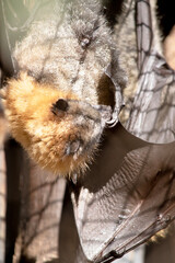 Bats are the only mammals that can fly. Instead of arms or hands, they have wings. The wings have a...