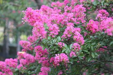 Image of a flowering banyan tree on the Daecheongcheon Stream trail