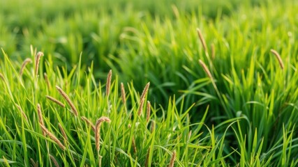 Obraz premium Close up view of lush green grass field, peaceful, scenery