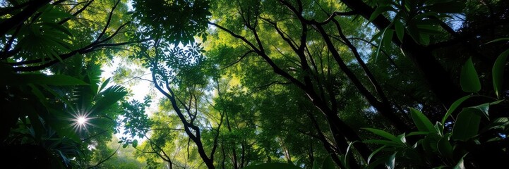Obraz premium Lush, green rainforest canopy with sunlight filtering through the trees, landscape, exploring