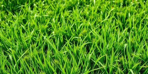 Natural and vibrant green grass texture suitable for backgrounds, natural, lush