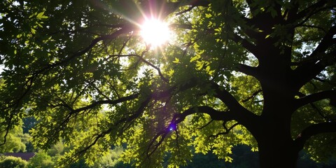Fototapeta premium Morning sunlight filtering through the leaves of an old oak tree, creating a warm and peaceful atmosphere, leaves, colors