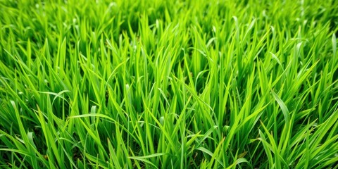 Obraz premium Thick green grass lines background with vibrant colors, summer, organic