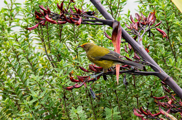 Bellbird on flax bush branch new zealand native bird species