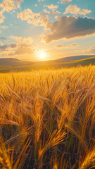 Obraz premium Golden wheat fields sway gently in the wind as the sun sets in the background, creating a serene and picturesque rural scene.