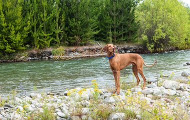 Vizsla hunting dog with beautiful nature background