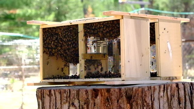 Slow motion of honey bees swarming or crawling around queen inside delivery cage or meshed box placed on tree stump in sunny warm place before transferring them into new beehive