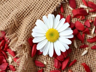Fototapeta premium Chamomile flower with white petals and yellow center on red burlap background, coarse natural fabric texture, burlap, fabric, texture