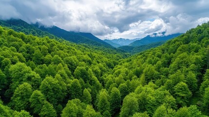 Obraz premium Lush evergreen forest covered in dense foliage stretches across the rolling hills and mountains under an overcast sky with a dramatic moody atmosphere creating a serene and peaceful natural landscape