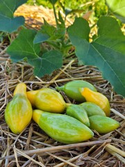 Obraz premium Baby Squash