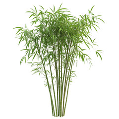 Lush Green Bamboo Plant, Isolated White Background, Natural Foliage transparent background