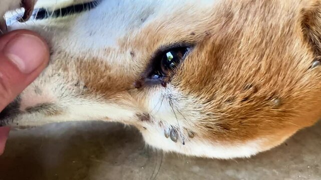 many ticks on a dog's head, portrait of a dog infected with ticks, Lyme disease, borreliosis
