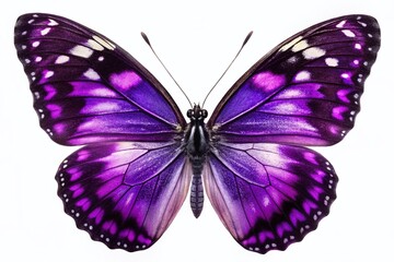 Obraz premium Stunning AI Generated Purple and Black Butterfly Isolated on a Crisp White Background for Nature Enthusiasts and Artistic Inspiration