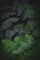 fern leaf background