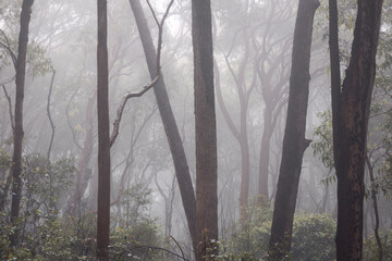 trees and fog in bouddi national park on the nsw central coast of australia