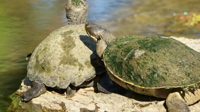 The Eastern Short-necked Turtle also called Emydura macquarii is a species of turtle native to eastern Australia. They are commonly found in rivers, lakes, and wetlands.