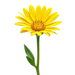 Fototapeta premium Bright Yellow Flower on Isolated White Background with Fresh Green Leaves