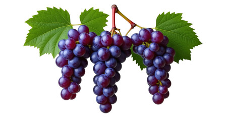 Fototapeta premium Fresh ripe grapes with leaves on an isolated white background