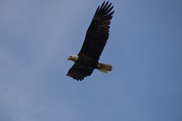 Fototapeta premium A Bald Eagle in flight