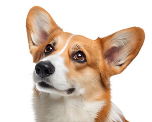 Welsh corgi portrait looking at camera isolated on white background. Welsh corgi headshot on white background