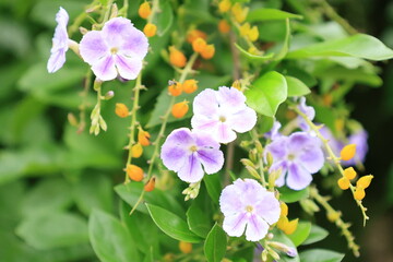 タイワンレンギョウの紫色の花とオレンジ色の実
