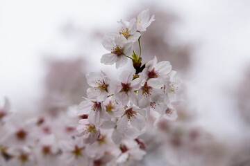 Obraz premium 東京都内の満開の桜のクローズアップ