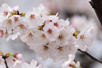 Obraz premium 東京都内の満開の桜のクローズアップ