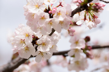 Obraz premium 東京都内の満開の桜のクローズアップ