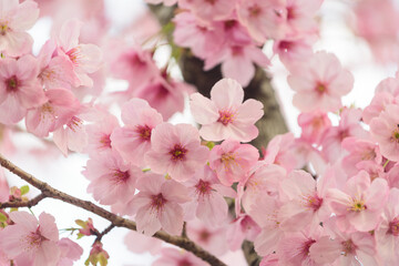 東京都内の満開の桜のクローズアップ