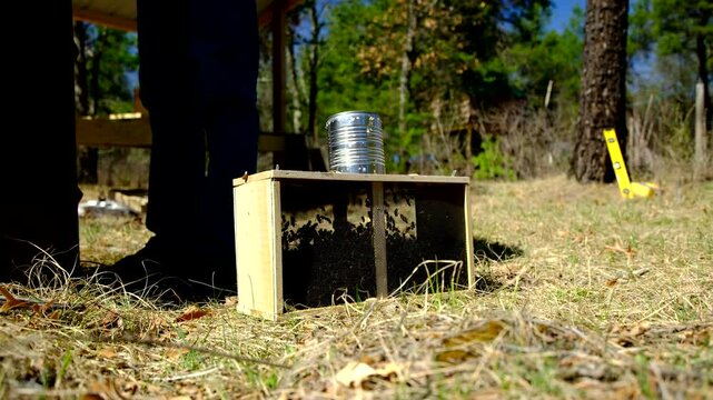 Family of honey bees locked in transportation cage placed on the ground in shadow waiting to be placed in new beehive