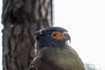 A powerful eagle perched at the zoo, showcasing its sharp features and intense gaze. The birds majestic presence highlights the beauty of wildlife in a natural habitat