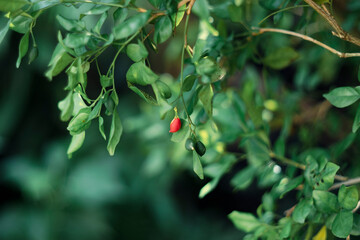 yellow-greenish coloured and composed of 5 parts.Leaves are used in tea and flowers are edible in salads. The fruit mostly consists of a large internal seed but is also eaten. That is Orange