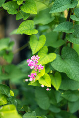 panicles, clustered along the rachis.The tubers and flowers of Antigonon leptopus, belonging to the family Polygonaceae, are consumed as food in several parts of the world. The aerial portion, includi