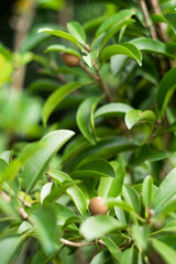 Obraz premium Try checking with specialty grocers or online fruit stores. Choose fruit that has smooth skin. It shouldn’t have wrinkles, bruises, or cracks. When ripe, the fruit will budge slightly when pressed wi