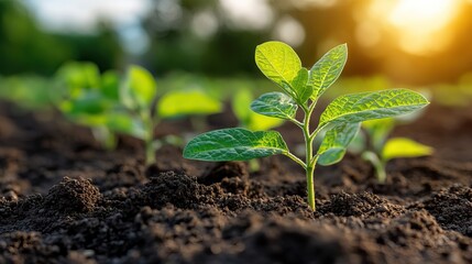 A drought has severely impacted a soybean crop, highlighting the vulnerability of agriculture to climate change.