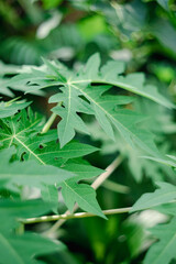 , slowed Alzheimer's progression, healthy digestion, and cancer prevention.Papaya fruit is juicy...