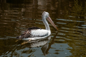 A pelican swimming and playing in the water at the zoo, showcasing its large beak and graceful movements. The lively scene captures the bird playful nature in a natural habitat