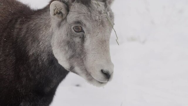 Female Thinhorn Sheep Close-up Portrait In Yukon, Canada.