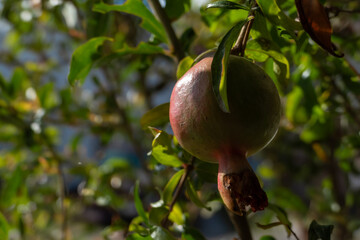 pomegranate fruit on the tree named "punica granatum", pomegranate fruit concept