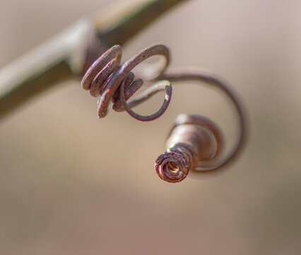 closeup of a greenbriar vine holdfast