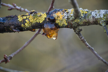 Close-Up of Tree Branch with Amber Resin and Lichen