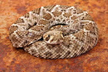 Western Diamondback Rattlesnake (Crotalus atrox).