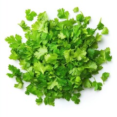Fototapeta premium Fresh Green Cilantro Leaves Heap Isolated White Background