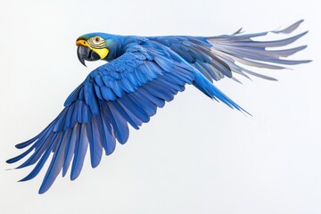 Obraz premium A vibrant blue Hyacinth Macaw in flight, wings spread wide. Perfect for illustrating freedom, travel, or exotic wildlife.