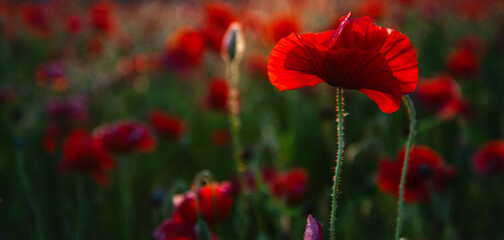 Fototapeta premium Anzac day. Remembrance day, Memorial day. Red poppies. Vivid poppy field. Anzac day banner. Remember for Anzac, Historic war memory. Poppy flower on meadow.