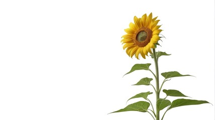 Fototapeta premium there is a sunflower that is standing in a vase