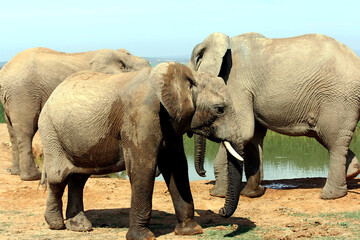 Obraz premium Baby Elephant Covered in Muddy Splash Marks stands proudly in Kruger National Park. Its muddy splash marks tell the story of a joyful romp, highlighting the young elephant’s carefree spirit.
