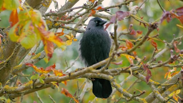 Jackdaw (Coloeus monedula) sits in chestnut tree with leaves in autumn colours. Flies away as second bird arrives