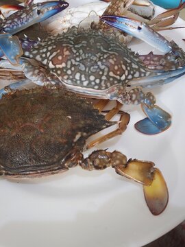 Portunus pelagicus, also known as the flower crab, blue crab, blue manna crab or sand crab, rajungan in Indonesian